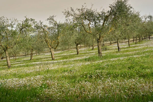 Paisaje Toscana Con Olivos Margaritas Primavera Italia — Foto de Stock