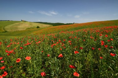 Pienza yakınlarındaki kırmızı Poppies güzel alan. Siena, Italya.