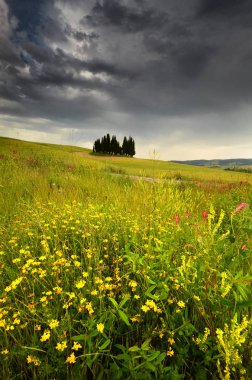 Val d 'Orcia, Italya-Haziran, 2019: San Quirico d 'Orcia yakınlarındaki Cypress Ağaçları ön planda güzel çiçekler ve bulutlu gökyüzü, Italya.