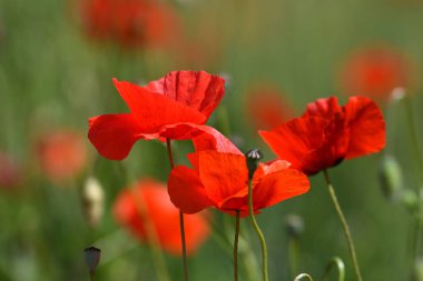 San Quirico d 'Orcia (Siena) yakınlarındaki Toskana 'da bir buğday alanında kırmızı Poppies yakın. İtalya.