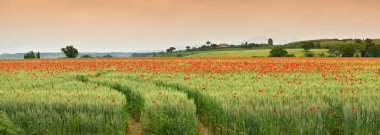 muhteşem Toskana bahar peyzaj, Monteroni d 'Arbia, (Siena) Toskana yakın yeşil bir buğday alanında kırmızı Poppies ile. İtalya, Avrupa.