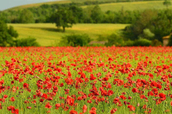 Piękne Pole Czerwonych Maki Polu Pszenicy Zielonymi Wzgórzami Tle Toskanii — Zdjęcie stockowe