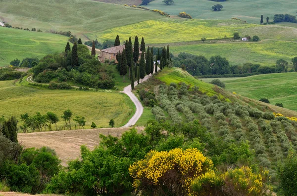 Pienza Toscana Junio 2019 Hermoso Paisaje Toscana Italia Podere Belvedere — Foto de Stock