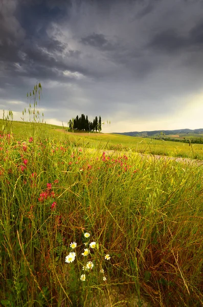 Val Orcia Olaszország Június 2019 Cypress Fák Közelében San Quirico — Stock Fotó