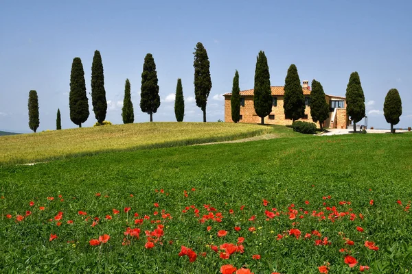 Πιέντσα Τοσκάνη Ιούνιος 2019 Όμορφο Τοπίο Της Τοσκάνης Καλλιεργήσιμη Ιταλικά — Φωτογραφία Αρχείου