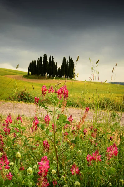 Val Orcia Włochy Czerwiec 2019 Drzewa Cyprysowe Pobliżu San Quirico — Zdjęcie stockowe