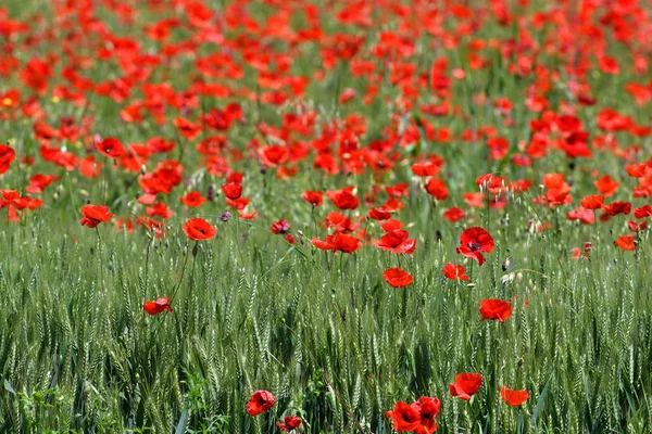 Quirico オルチャ シエナ の近くにあるトスカーナの緑の小麦畑にある美しい赤いポピー イタリア — ストック写真