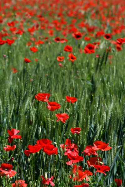 Quirico オルチャ シエナ の近くにあるトスカーナの緑の小麦畑にある美しい赤いポピー イタリア — ストック写真