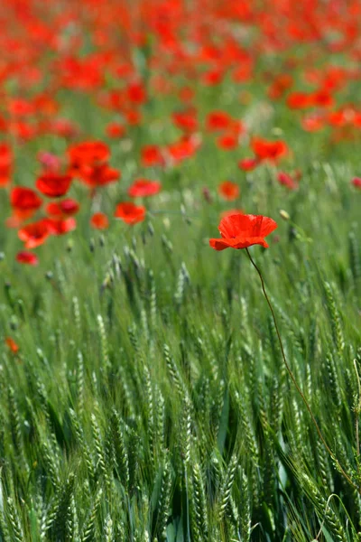 在圣奎里科 德奥西亚 锡耶纳 附近的托斯卡纳的一片绿色麦田里 美丽的红色罂粟 意大利 — 图库照片