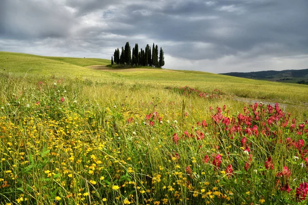 ヴァルオルチャ イタリア 2019 Quirico オルチャ近くのサイプレスの木は 前景と曇り空に美しい花があります イタリア — ストック写真