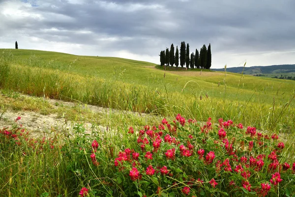 Val Orcia Italya Haziran 2019 San Quirico Orcia Yakınlarındaki Cypress — Stok fotoğraf