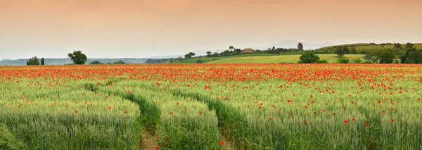 muhteşem Toskana bahar peyzaj, Monteroni d 'Arbia, (Siena) Toskana yakın yeşil bir buğday alanında kırmızı Poppies ile. İtalya, Avrupa.