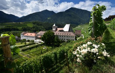 Ön planda yeşil şarap bahçeleri ve beyaz güllerle çevrili Novacella Manastırı manzarası, Güney Tirol, Bressanone, İtalya.