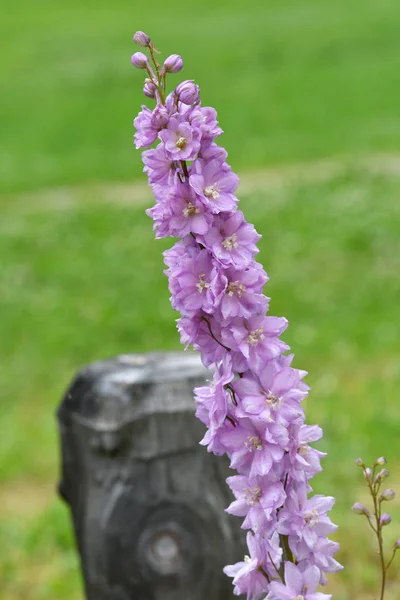 Flores Tremoço Jardim Perto Lappago South Tyrol Itália — Fotografia de Stock