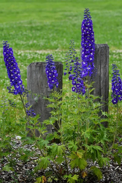 Flores Tremoço Jardim Perto Lappago South Tyrol Itália — Fotografia de Stock