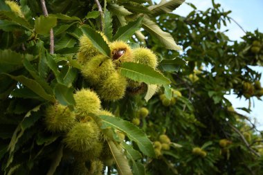 chestnuts fruits on the branches in a beautiful chestnut forest in Tuscany during the autumn season before the harvest. Italy. clipart