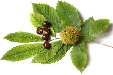 Beyaz arka planda yeşil yapraklı kestane ve kıvırcık