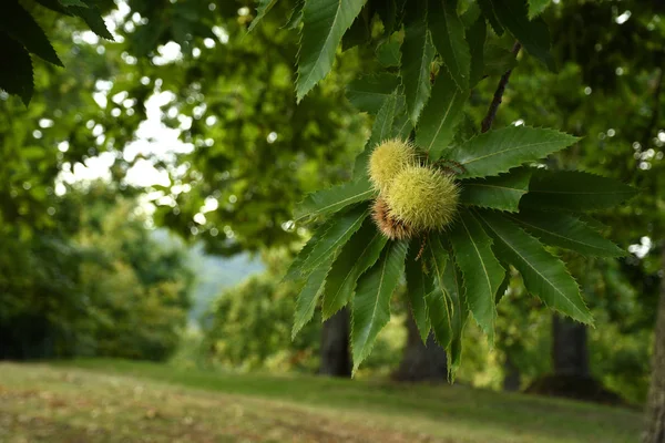 Detalle Castañas Las Ramas Hermoso Bosque Castañas Toscana Durante Temporada — Foto de Stock