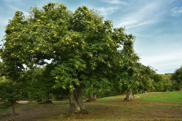 Wunderschöner Kastanienwald Der Toskana Herbst Vor Der Ernte Italien — Stockfoto