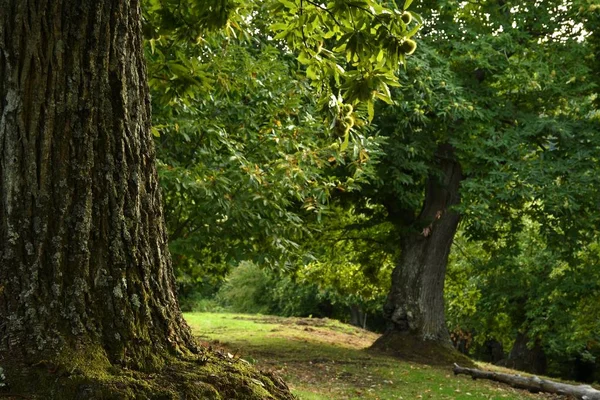 秋天收获前 托斯卡纳美丽的栗树林 意大利 — 图库照片