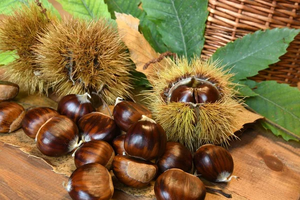 Primo Piano Castagne Ricci Con Foglie Verdi Alimenti Autunnali — Foto Stock