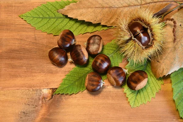 Primo Piano Castagne Ricci Fondo Ligneo Con Foglie Castagno Castagne — Foto Stock