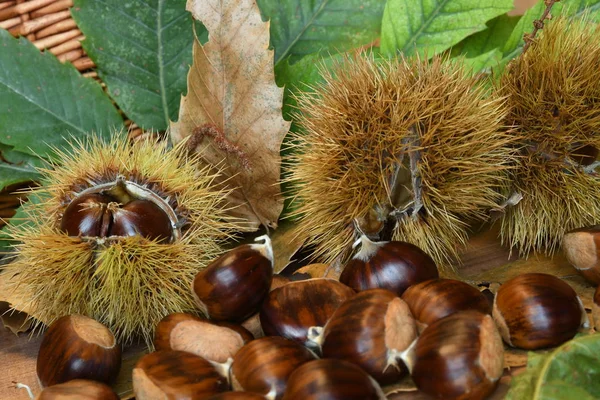 Närbild Kastanjer Och Lockigt Med Gröna Blad Höstmat — Stockfoto