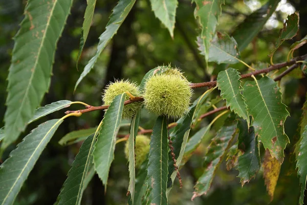 Frutos Castañas Las Ramas Hermoso Bosque Castañas Toscana Durante Temporada — Foto de Stock