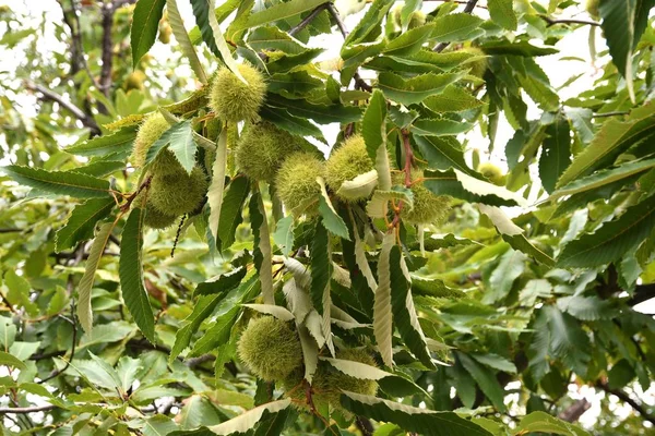 Frutos Castanhas Nos Ramos Uma Bela Floresta Castanhas Toscana Durante — Fotografia de Stock