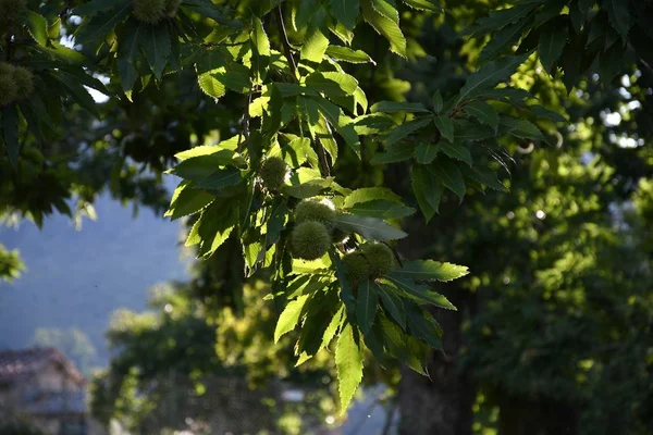 Frutos Castanhas Nos Ramos Uma Bela Floresta Castanhas Toscana Durante — Fotografia de Stock