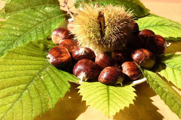 Närbild Kastanjer Och Lockigt Med Gröna Blad — Stockfoto