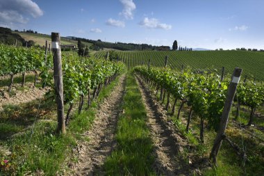 Chianti bölgesindeki güzel yeşil üzüm bağları. Toskana, İtalya