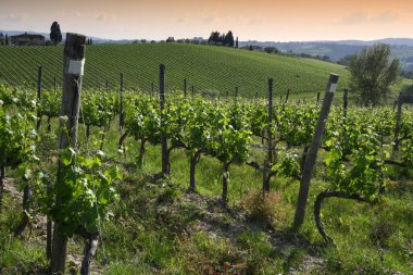 Floransa, Toskana yakınlarındaki Chianti bölgesindeki yeşil üzüm bağlarında gün batımı.