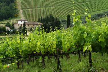 Floransa, Mayıs 2020: Floransa yakınlarındaki Chianti bölgesindeki bir üzüm bağında güzel yeşil sarmaşık yaprakları ve arka planda Toskana 'da bir çiftlik evi. İtalya.