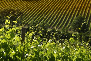 Toskana 'daki üzüm bağlarının güzel sıraları. İtalya