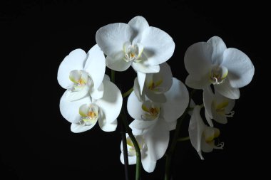 güzel beyaz orkide siyah arkaplanda