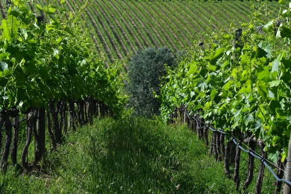 Giovani Vigneti Verdi Primavera Nel Chianti Vicino Mercatale Val Pesa — Foto Stock