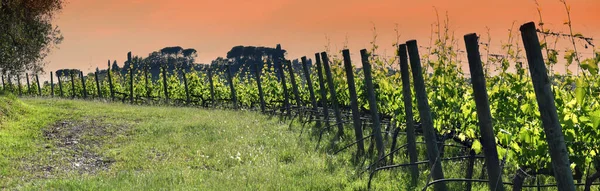 Reihenweise Schöne Grüne Weinberge Der Chianti Region Der Nähe Von — Stockfoto