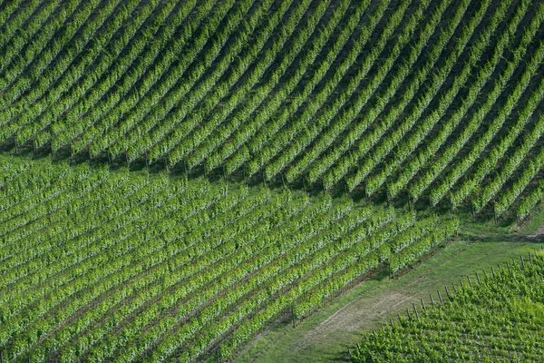 Aerial View Beautiful Rows Green Vineyards Chianti Region Florence Italy — Stock Photo, Image