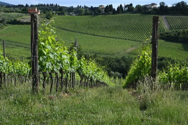 Όμορφο Πράσινο Αμπελώνες Στην Περιοχή Chianti Κοντά Στη Φλωρεντία Ιταλία — Φωτογραφία Αρχείου