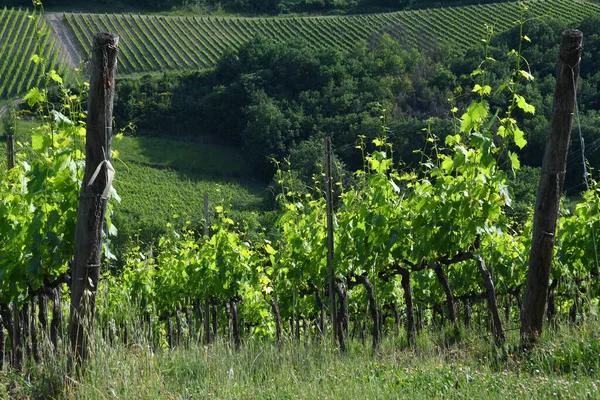 Mooie Groene Wijngaarden Chianti Buurt Van Florence Italië — Stockfoto