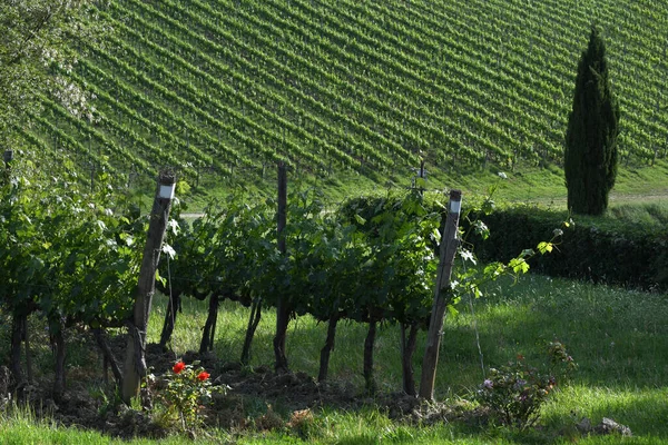 Zielone Winnice Regionie Chianti Roślinami Różanymi Cyprysami Toskania Włochy — Zdjęcie stockowe