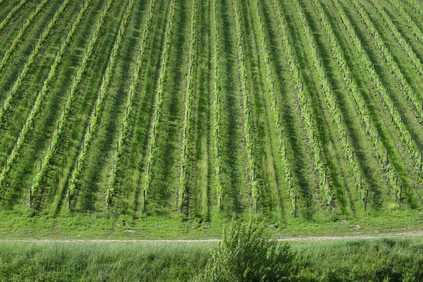 Fileiras Vinhas Verdes Região Chianti Primavera Toscana Itália — Fotografia de Stock
