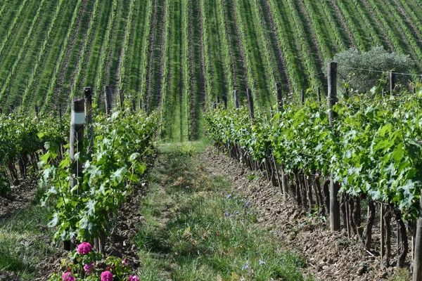 Zelené Vinice Regionu Chianti Jaře Toskánsko Itálie — Stock fotografie