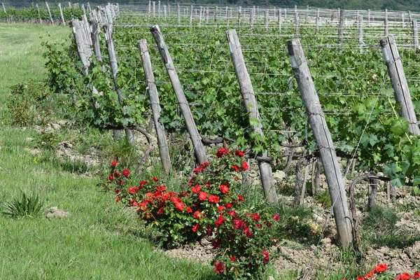 Green Vineyards Chianti Region Rose Plants Tuscany Italy — Stock Photo, Image