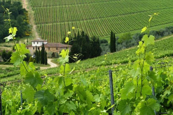 フィレンツェ 2020年5月 フィレンツェ近郊のキアンティ地方のブドウ畑に トスカーナ州を背景に農家と共に美しい緑のブドウの葉 イタリア — ストック写真