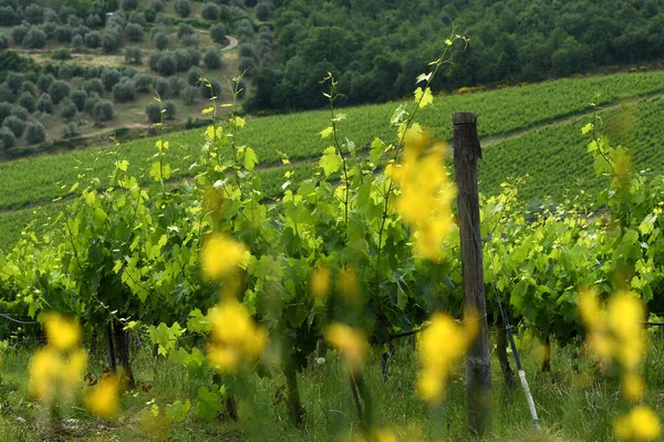 Groene Wijnstok Bladeren Een Wijngaard Chianti Regio Buurt Van Florence — Stockfoto