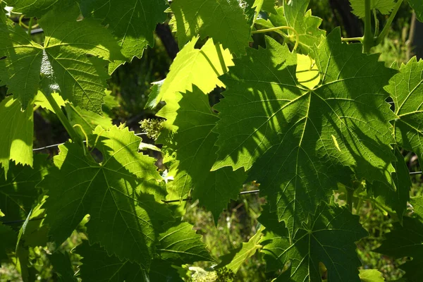Green Vine Leaves Vineyard Sunny Day — Stock Photo, Image