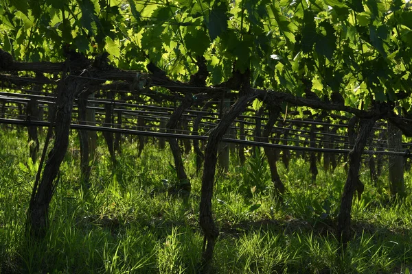 Jarní Sezóna Mladé Zelené Vinice Regionu Chianti Blízkosti Greve Chianti — Stock fotografie