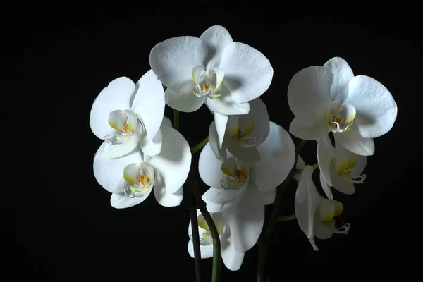 Piękna Biała Orchidea Czarnym Tle — Zdjęcie stockowe